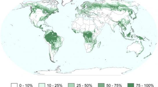 MODIS forest