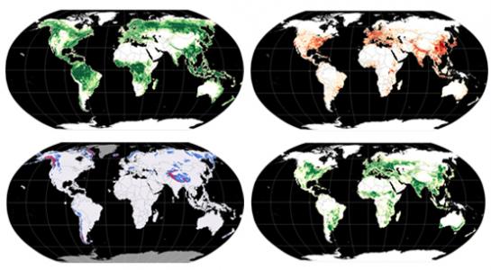 Global forest loss due to fire, 2001-2019