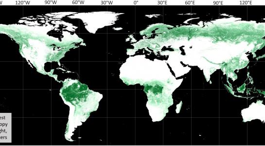 Global Forest Canopy Height, 2019